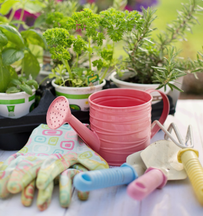 Gardening and Homesteading